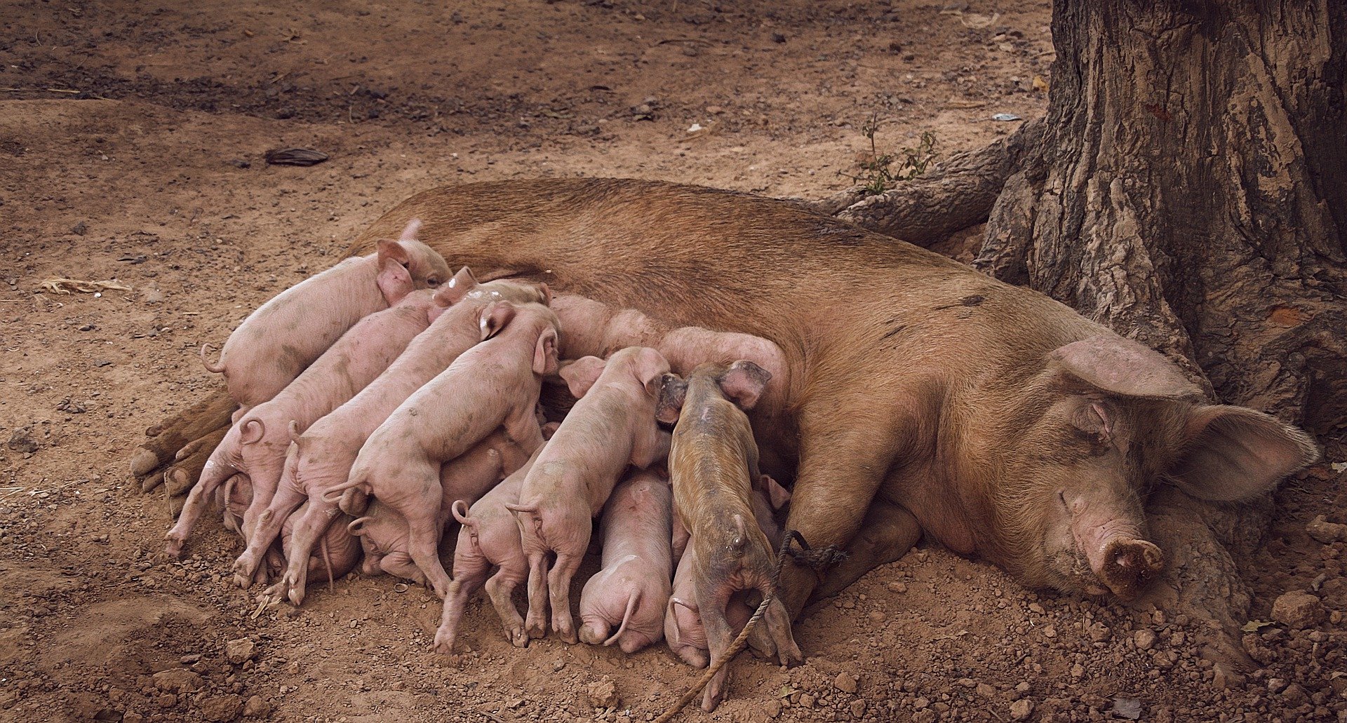 Höla Schwein