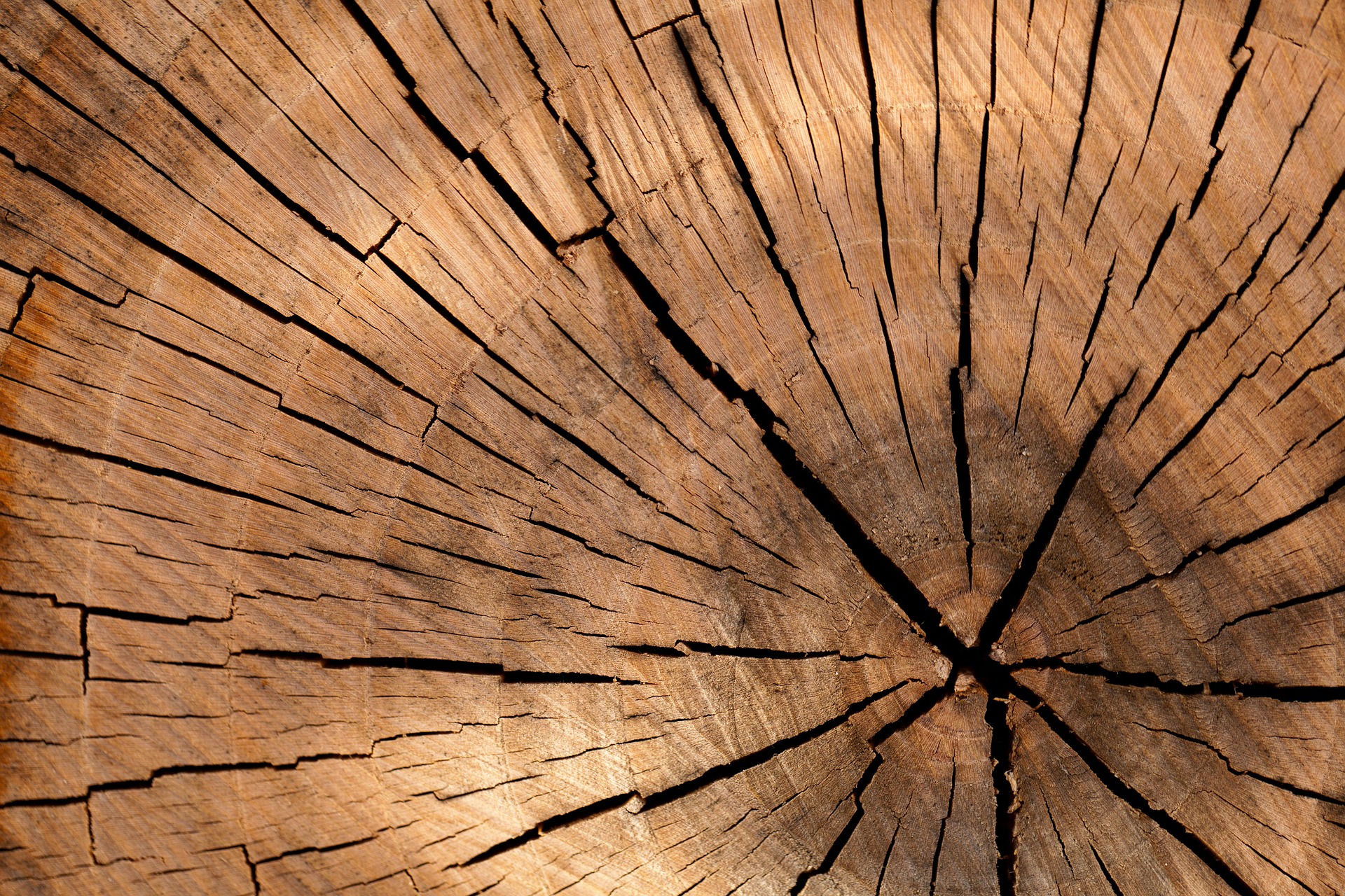 Aufbau und Eigenschaften des Holzes